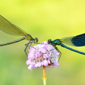 Gebänderte Prachtlibelle (Calopteryx splendens), (c) Sven Damerow/NABU-naturgucker.de