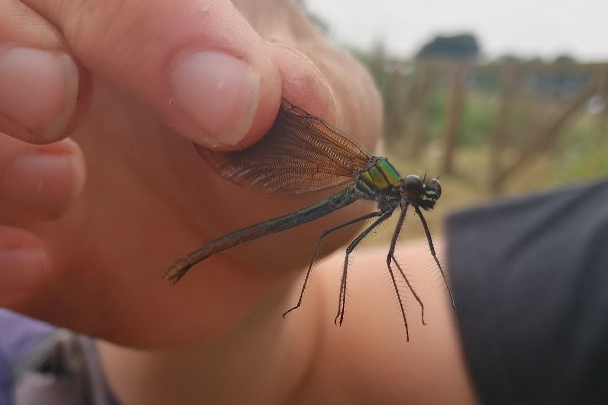 Gebänderte Prachtlibelle Weibchen (Calopteryx splendens), (c) BUND/Jakob Kalus