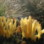 Heide-Keule (Clavaria argillacea), (c) VNP Stiftung Naturschutzpark