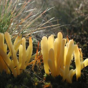 Heide-Keule (Clavaria argillacea), (c) VNP Stiftung Naturschutzpark