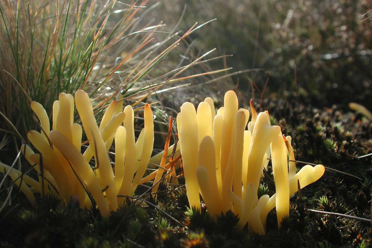Heide-Keule (Clavaria argillacea), (c) VNP Stiftung Naturschutzpark