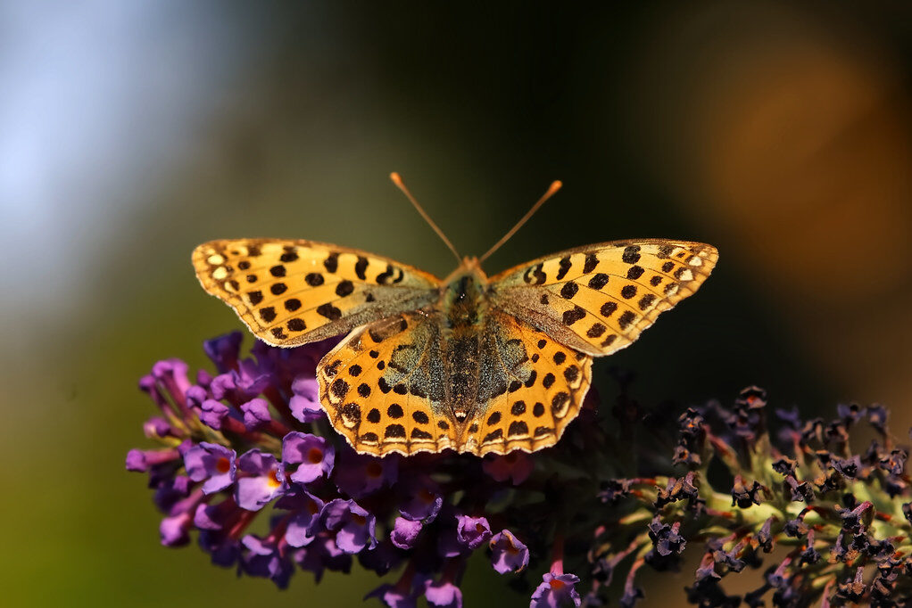 Kleiner Perlmuttfalter (Issoria lathonia), (c) Enrico Schefter/NABU-naturgucker.de