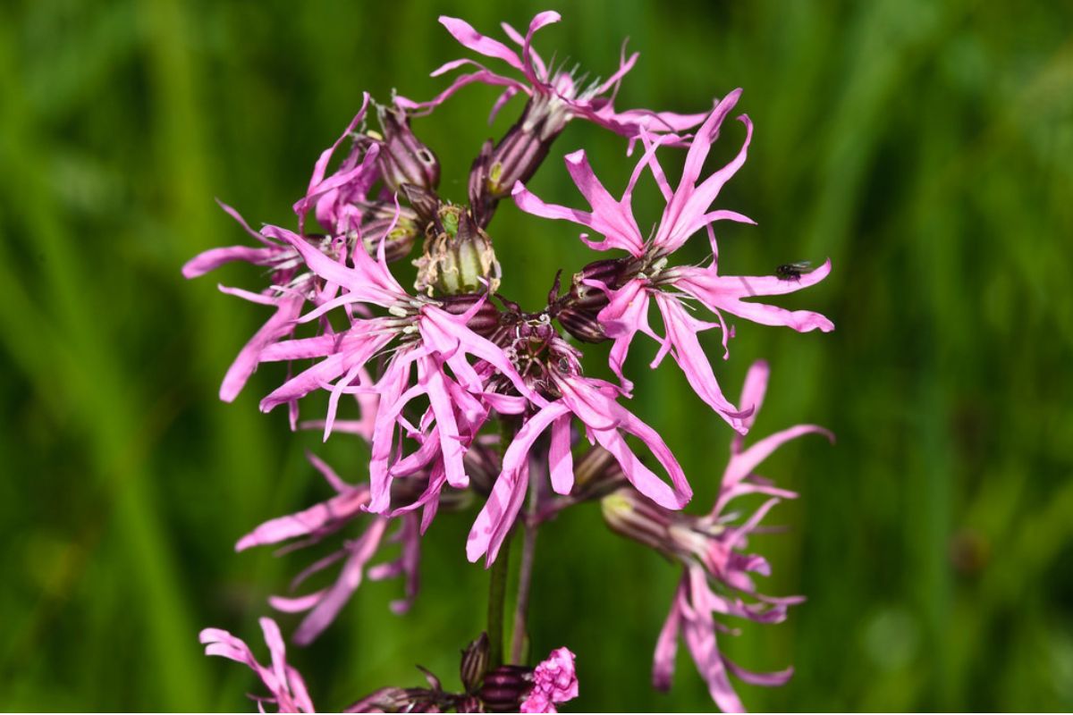 Kuckucks-Lichtnelke (Silene flos-cuculi), (c) Wolfgang Piepers/NABU-naturgucker.de