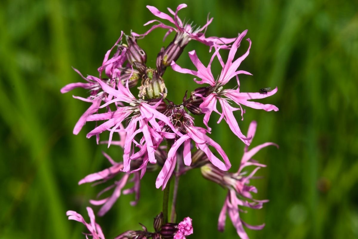 Kuckucks-Lichtnelke (Silene flos-cuculi), (c) Wolfgang Piepers/NABU-naturgucker.de