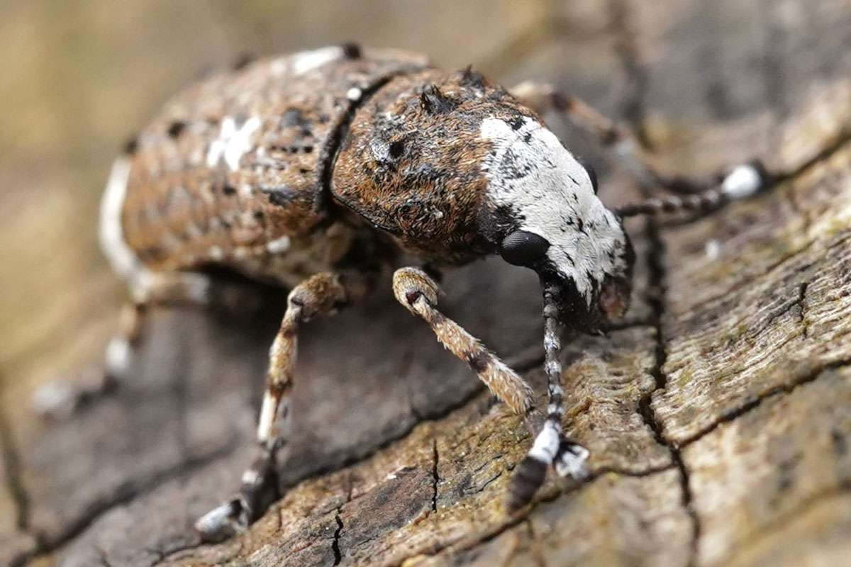 Langfühler-Breitrüssler (Anthribus albinus), (c) Monika Waldhelm/NABU-naturgucker.de