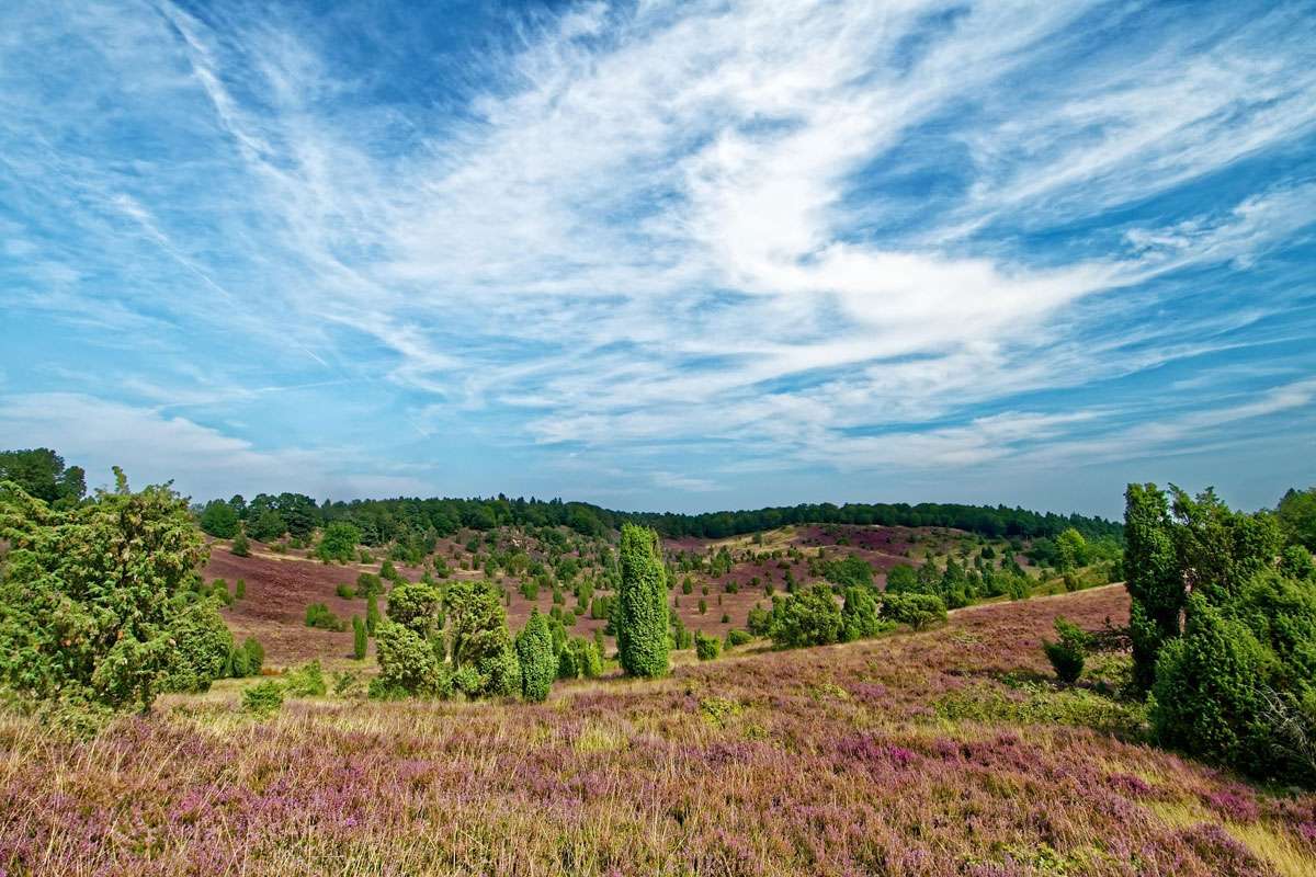 In der Lüneburger Heide, (c) Makalu/Pixabay