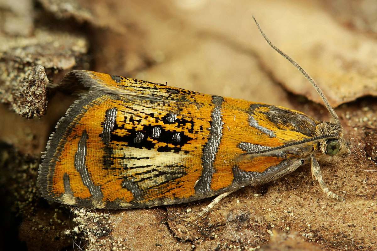 Prachtwickler (Olethreutes arcuella), (c) Friedemann Treuz/NABU-naturgucker.de