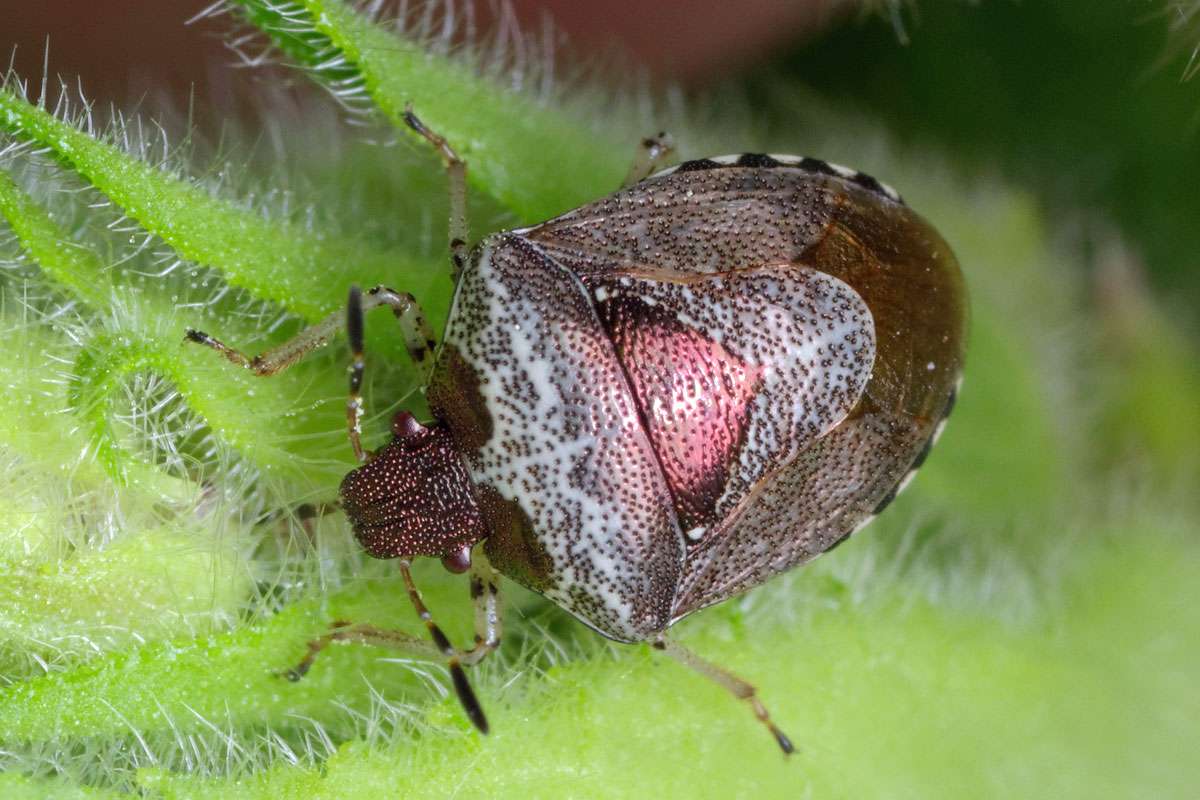 Schillerwanze (Eysarcoris venustissimus), (c) Martina Schwinger/NABU-naturgucker.de