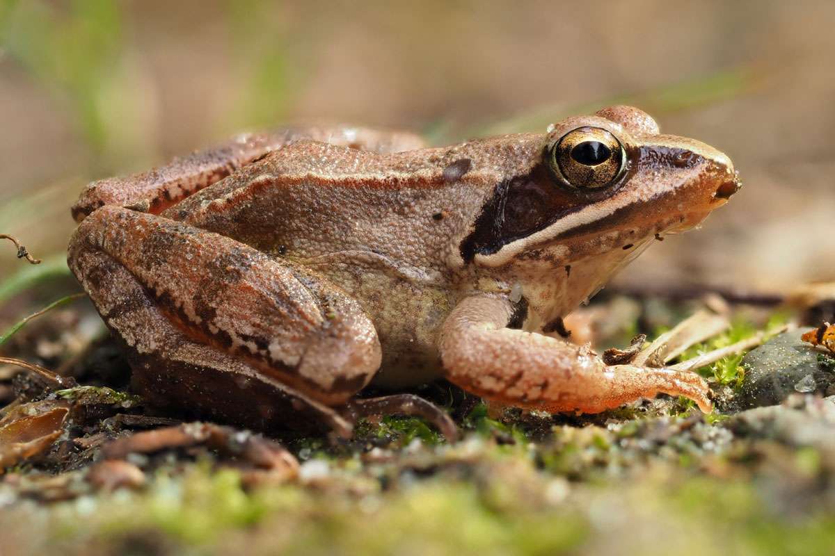 Springfrosch (Rana dalmatina), (c) Dirk Mertens/VNP Stiftung Naturschutzpark Lüneburger Heide