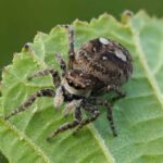 Sumpfhockling (Calositticus floricola), (c) VNP Stiftung Naturschutzpark