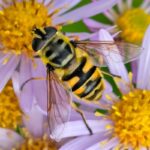 Totenkopfschwebfliege (Myathropa florea), (c) Margit Springer/NABU-naturgucker.de