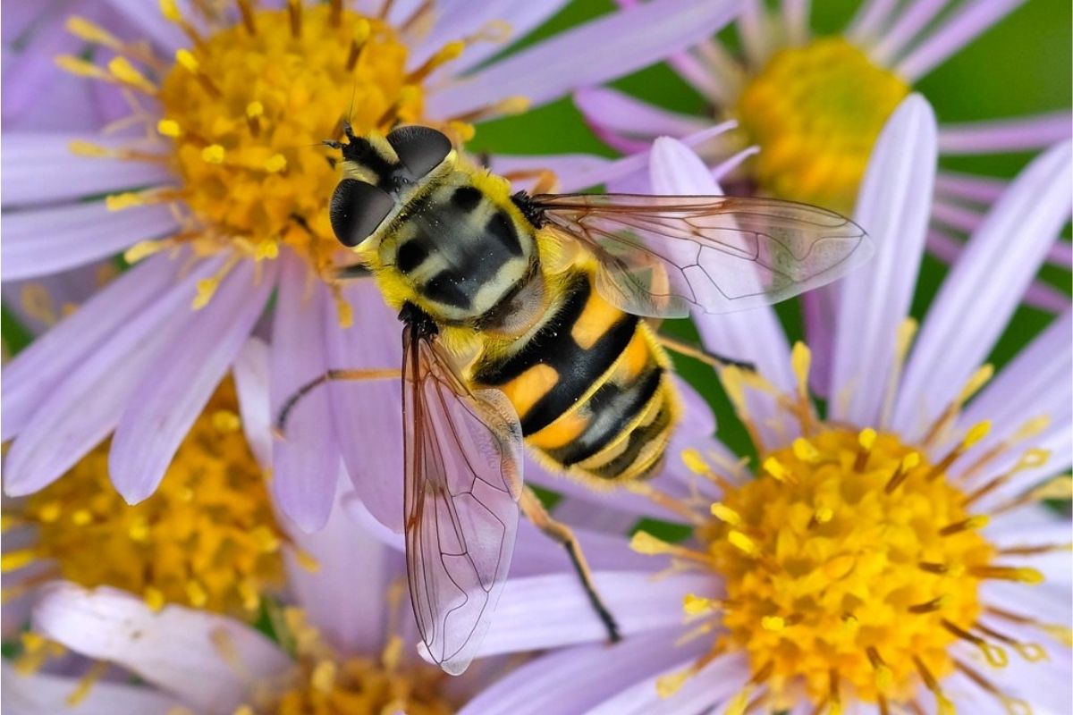 Totenkopfschwebfliege (Myathropa florea), (c) Margit Springer/NABU-naturgucker.de