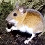 Waldmaus (Apodemus sylvaticus), (c) VNP Stiftung Naturschutzpark