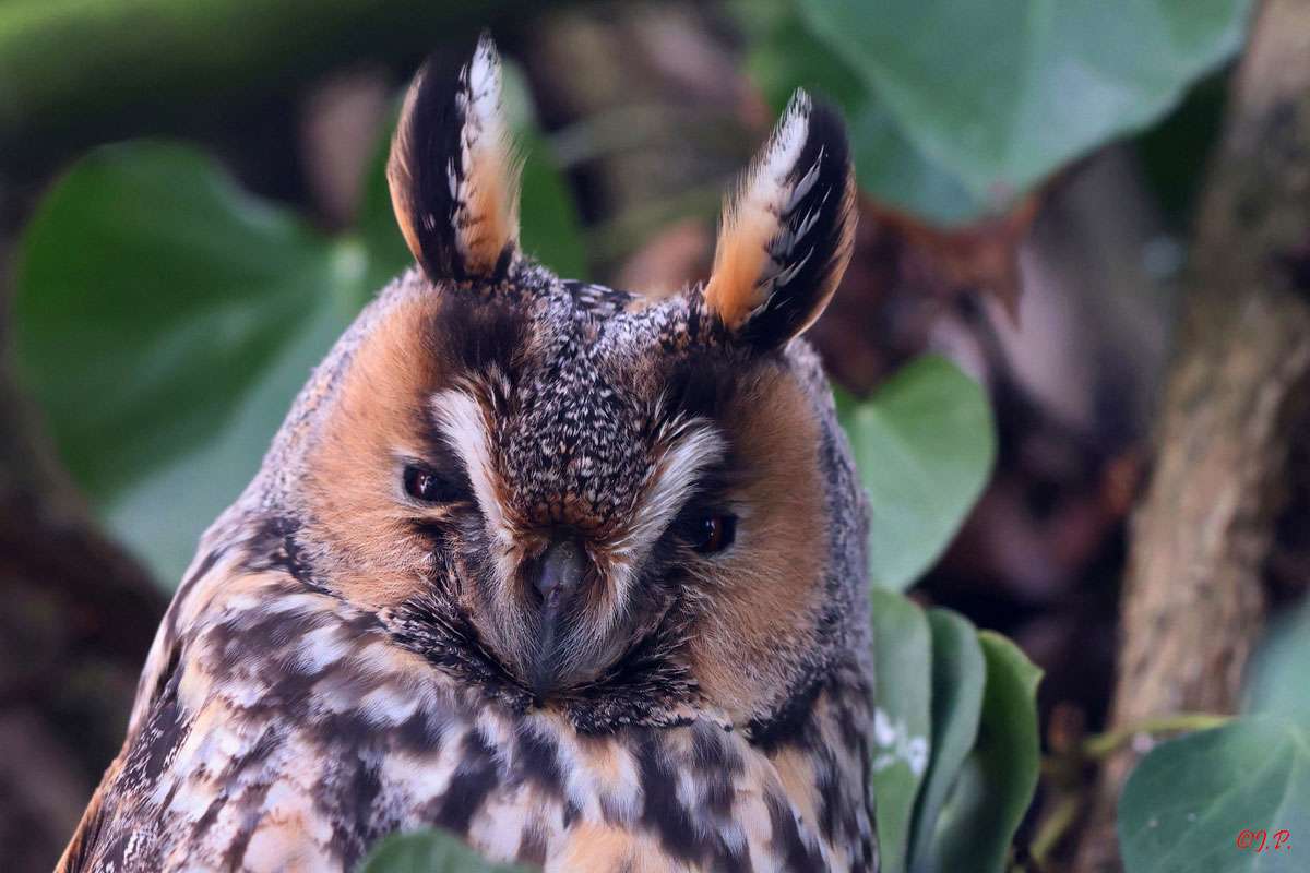 Waldohreule (Asio otus) im Porträt, (c) Jürgen Podgorski/NABU-naturgucker.de