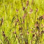 Kleiner Wiesenknopf (Sanguisorba minor), (c) Kathy Büscher/Pixabay