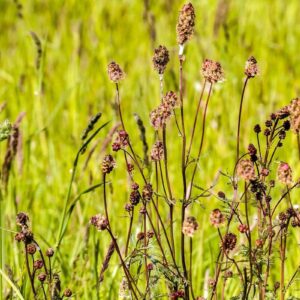 Kleiner Wiesenknopf (Sanguisorba minor), (c) Kathy Büscher/Pixabay