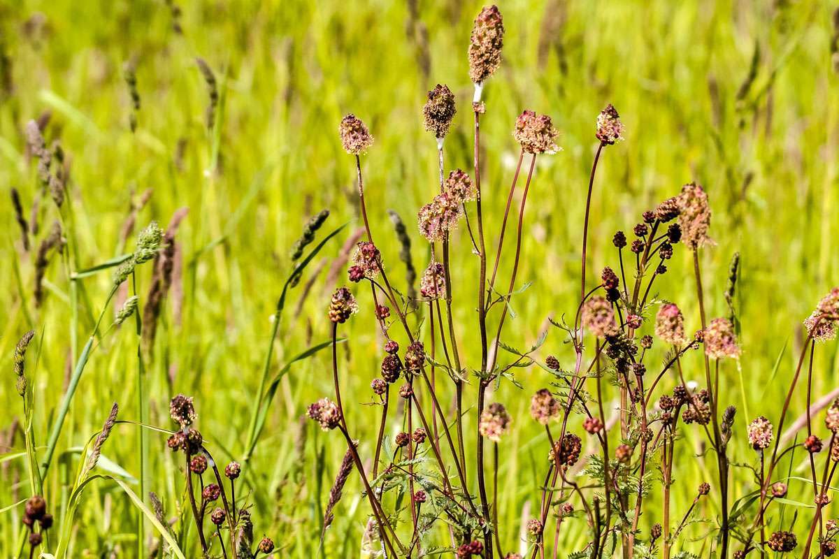 Kleiner Wiesenknopf (Sanguisorba minor), (c) Kathy Büscher/Pixabay