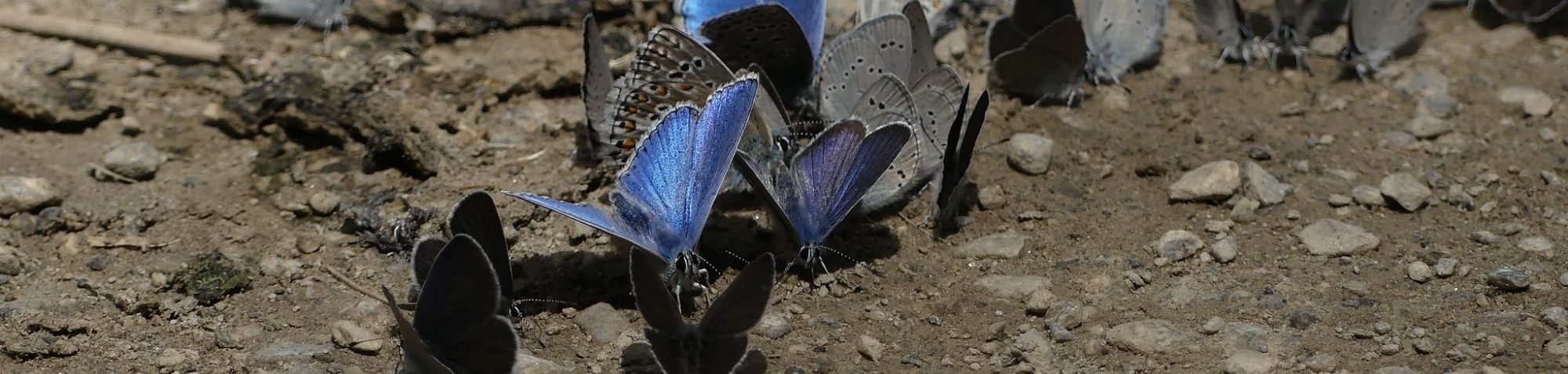 Himmelblauer Bläuling, (c) Dieter Schneider/NABU-naturgucker.de