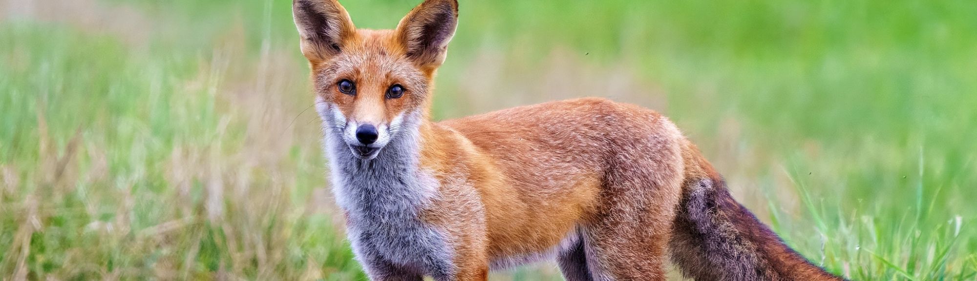 Rotfuchs, (c) Mario Wiesner/NABU-naturgucker.de