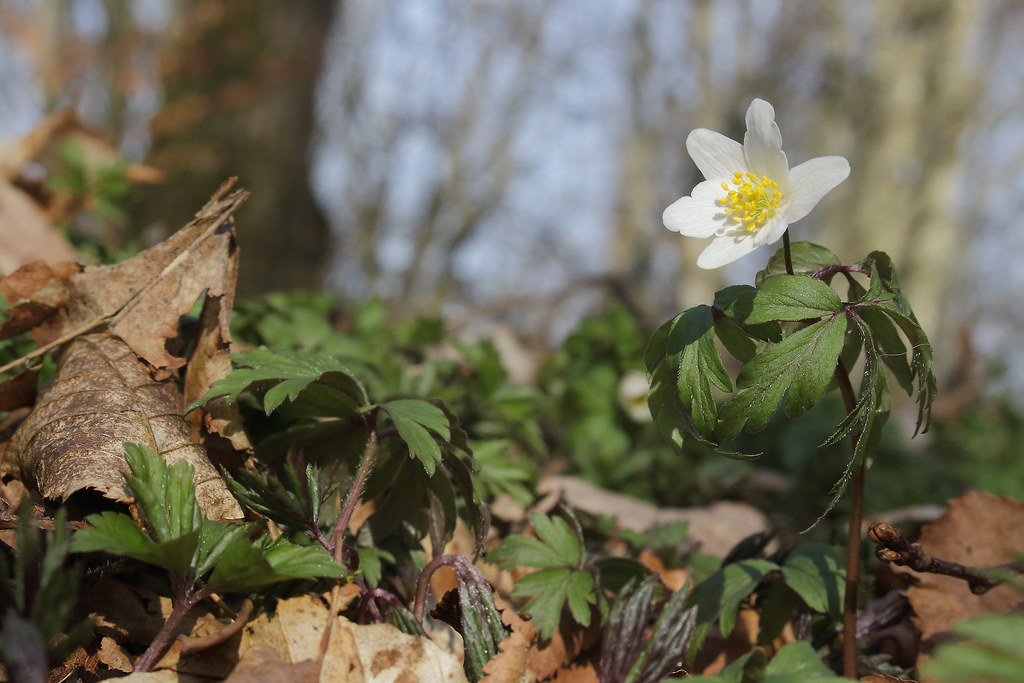 Buschwindröschen (Anemone nemorosa), (c) Björn Langer/NABU-naturgucker.de