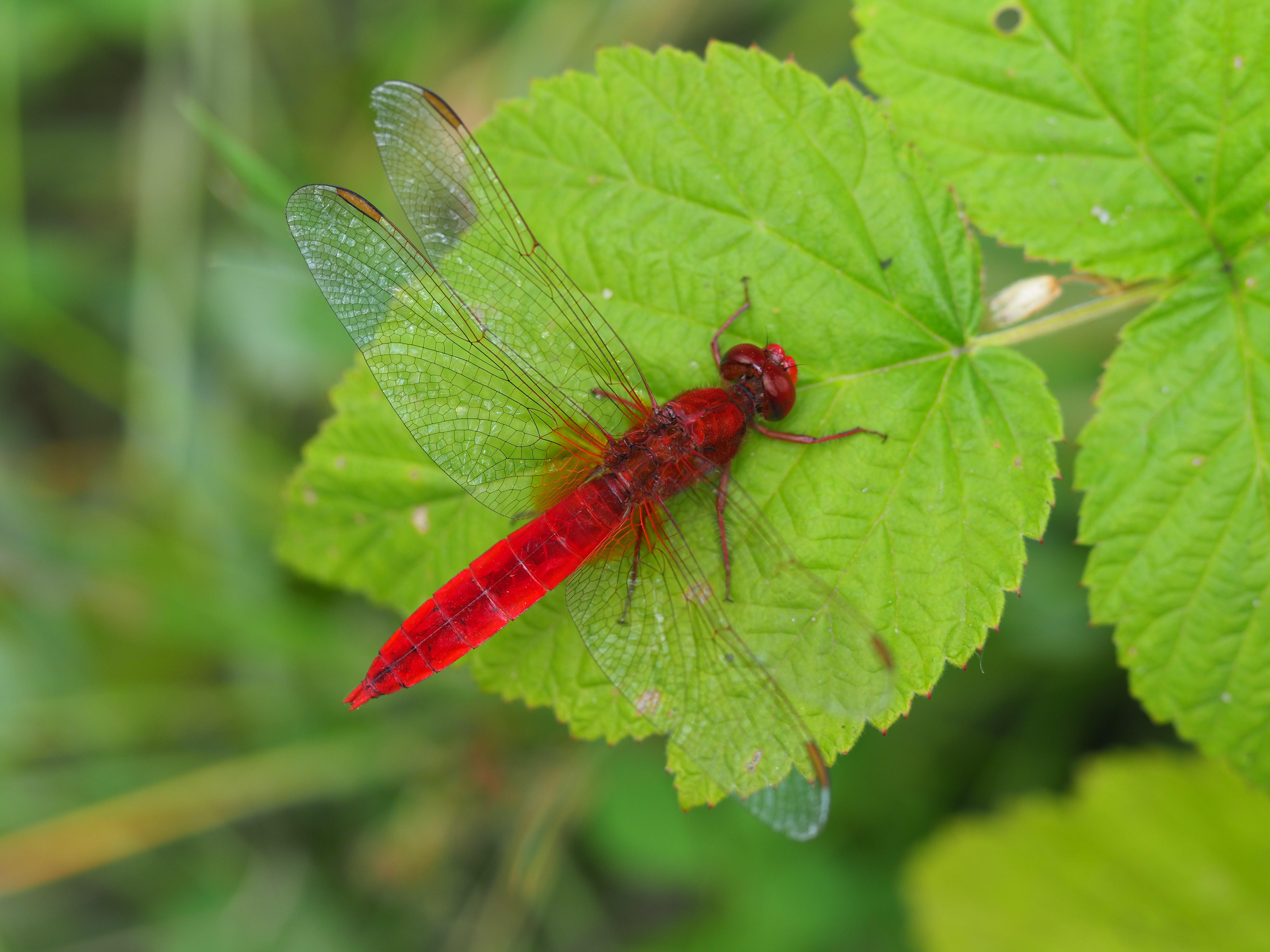 Feuerlibelle