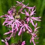 Kuckucks-Lichtnelke (Silene flos-cuculi), (c) Wolfgang Piepers/NABU-naturgucker.de