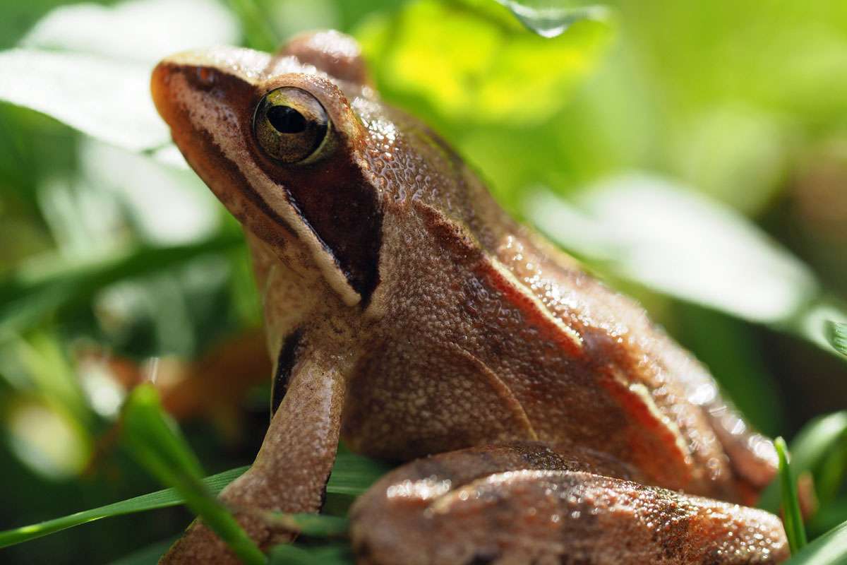 Springfrosch (Rana dalmatina), (c) Dirk Mertens/VNP Stiftung Naturschutzpark Lüneburger Heide