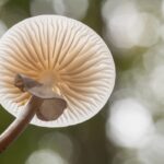 Buchenschleimrübling (Physalacriaceae), ©NABU/ Wilfried Martin