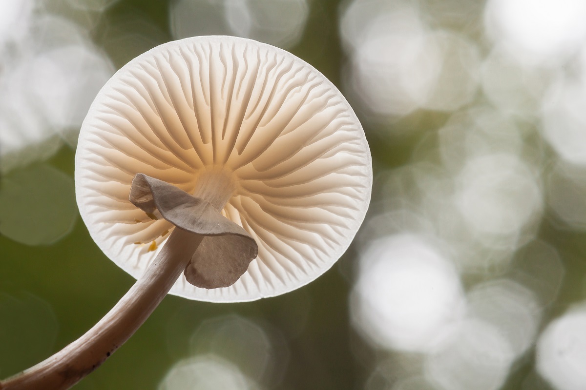 Buchenschleimrübling (Physalacriaceae), ©NABU/ Wilfried Martin