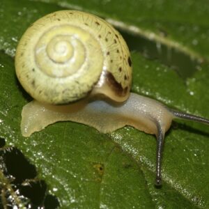 Genabelte Strauchschnecke (Bradybaena fruticum), ©NABU/ Helge May