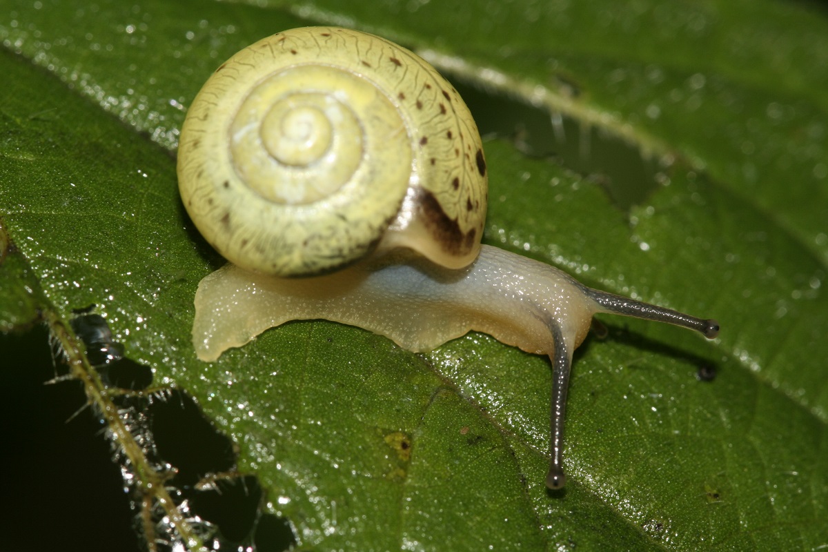 Genabelte Strauchschnecke (Bradybaena fruticum), ©NABU/ Helge May