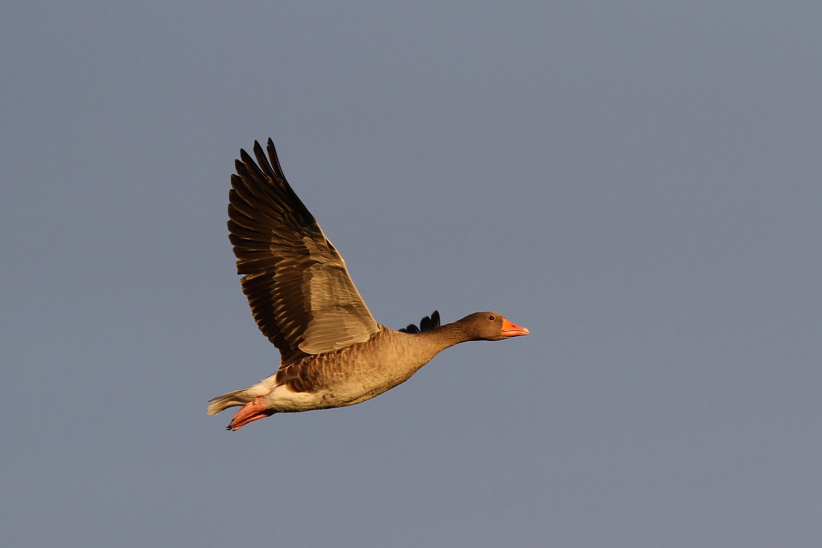 Graugans (Anser anser), ©C. Moning