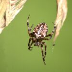 Kreuzspinne (Araneus), ©NABU/ Dagmar Jelinek