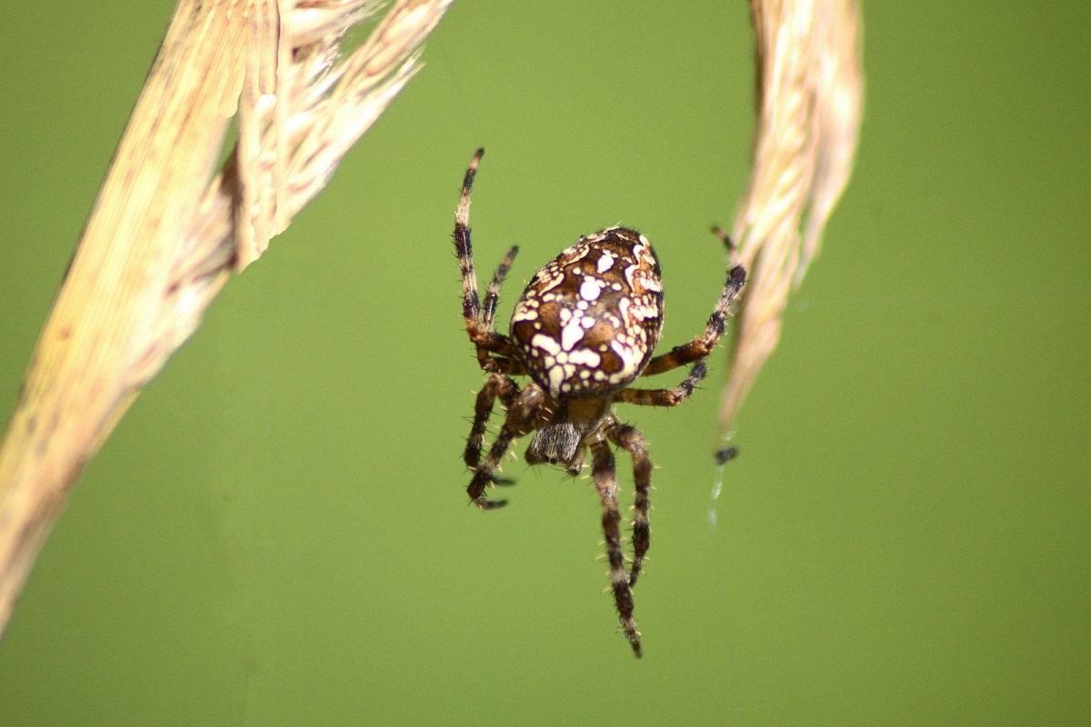 Kreuzspinne (Araneus), ©NABU/ Dagmar Jelinek