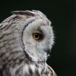 Waldohreule (Asio otus), ©C. Moning