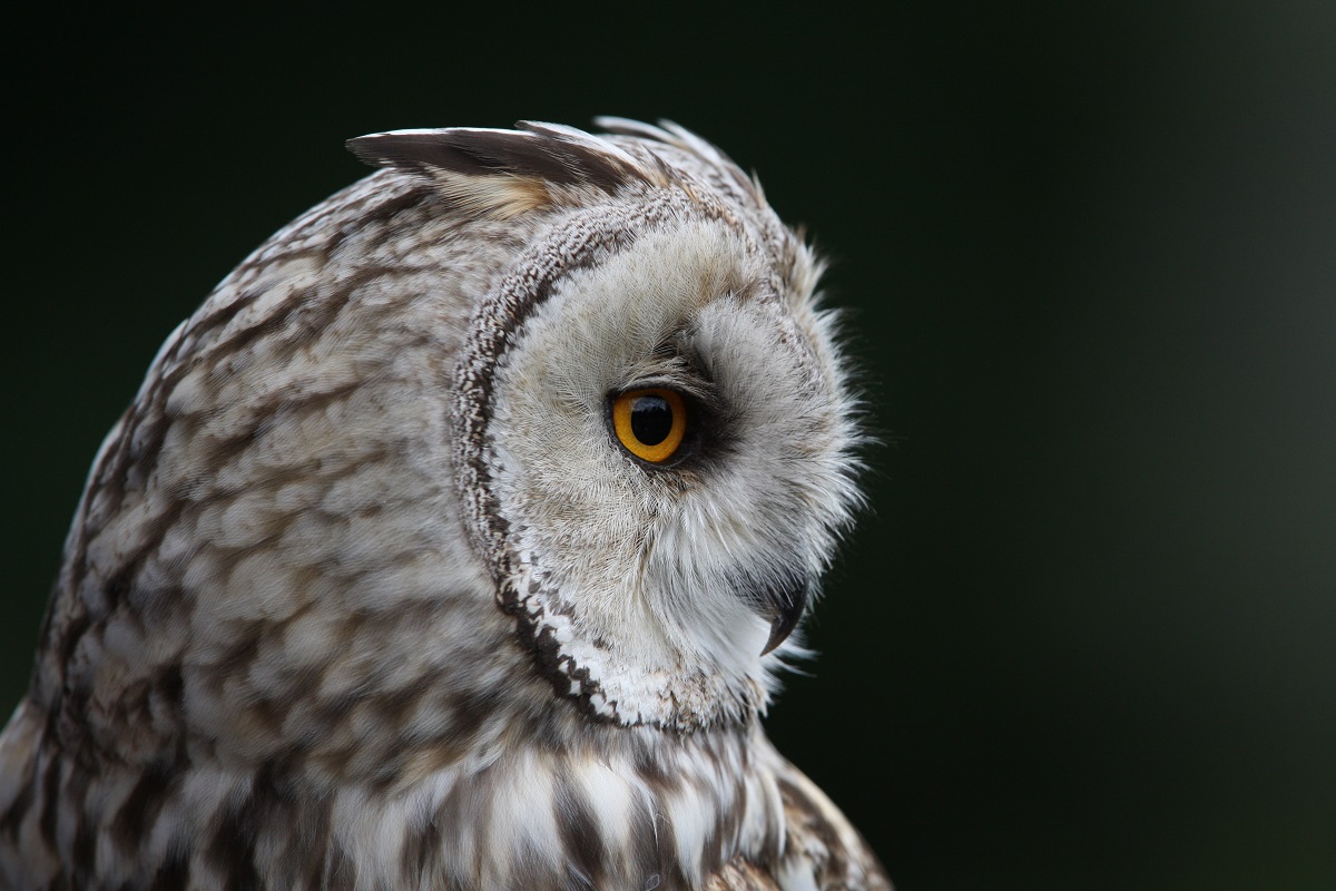 Waldohreule (Asio otus), ©C. Moning