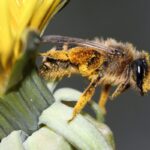 Gemeine Sandbiene (Andrena flavipes), ©NABU/ Helge May