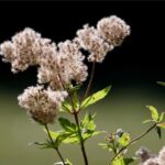 Wasserdost (Eupatorium cannabinum), (c) Annette Meyer/Pixabay