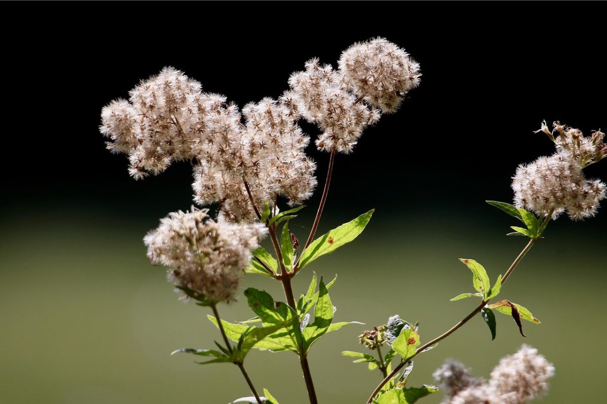 Wasserdost (Eupatorium cannabinum), (c) Annette Meyer/Pixabay