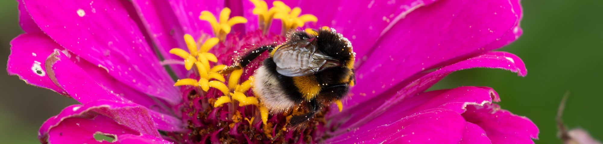 Dunkle Erdhummel (Bombus terrestris), (c) Nadja Israel/NABU-naturgucker.de