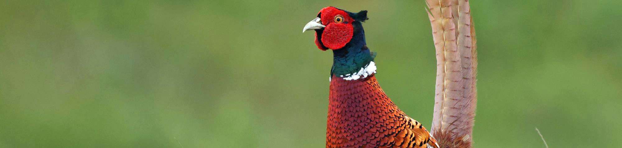 Fasan (Phasianus colchicus), (c) Ulrich Köller/NABU-naturgucker.de