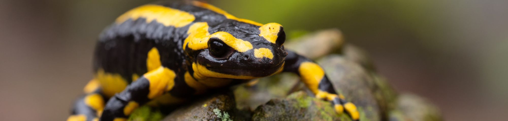 Feuersalamander (Salamandra salamandra), (c) Antje Schultner/NABU-naturgucker.de