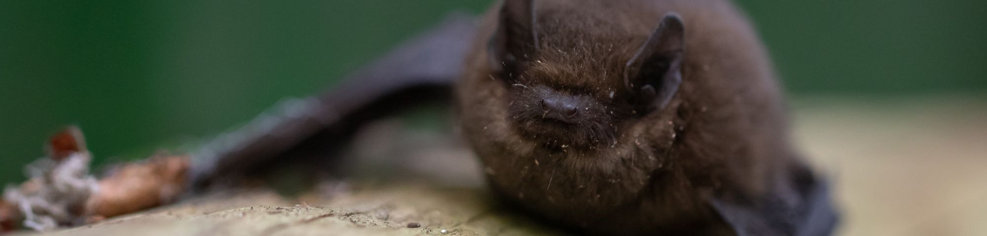 Fledermaus (Chiroptera indet.), (c) Thomas Schwarzbach/NABU-naturgucker.de