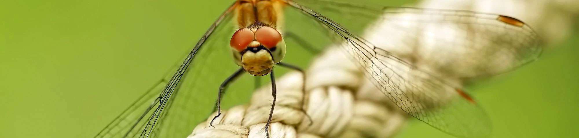 Heidelibelle (Sympetrum sp.), (c) Margot Stosch/NABU-naturgucker.de