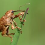 Gewöhnlicher Eichelbohrer (Curculio glandium), (c) NABU/Sabrina Gerhard
