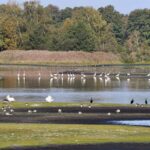 Die Meißendorfer Teiche sind ein Vogelparadies in Niedersachsen, (c) Rolf Jantz/NABU-naturgucker.de