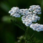 Gemeine Schafgarbe (Achillea millefolium), (c) Pezibear/Pixabay
