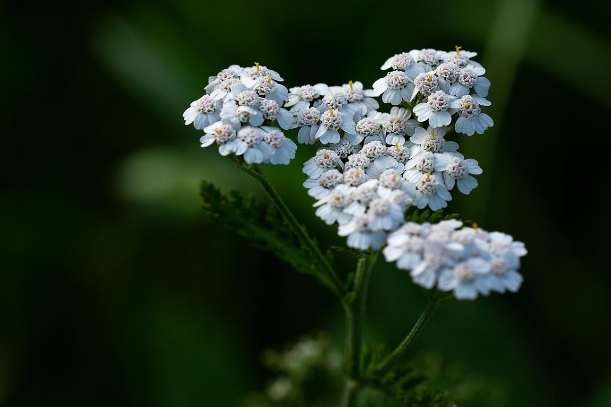 Gemeine Schafgarbe (Achillea millefolium), (c) Pezibear/Pixabay