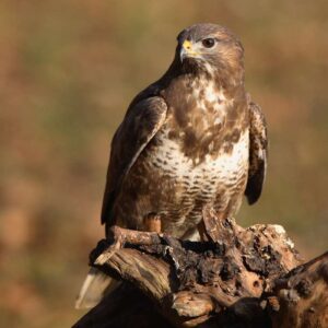 Mäusebussard (Buteo buteo), (c) Frank Derer
