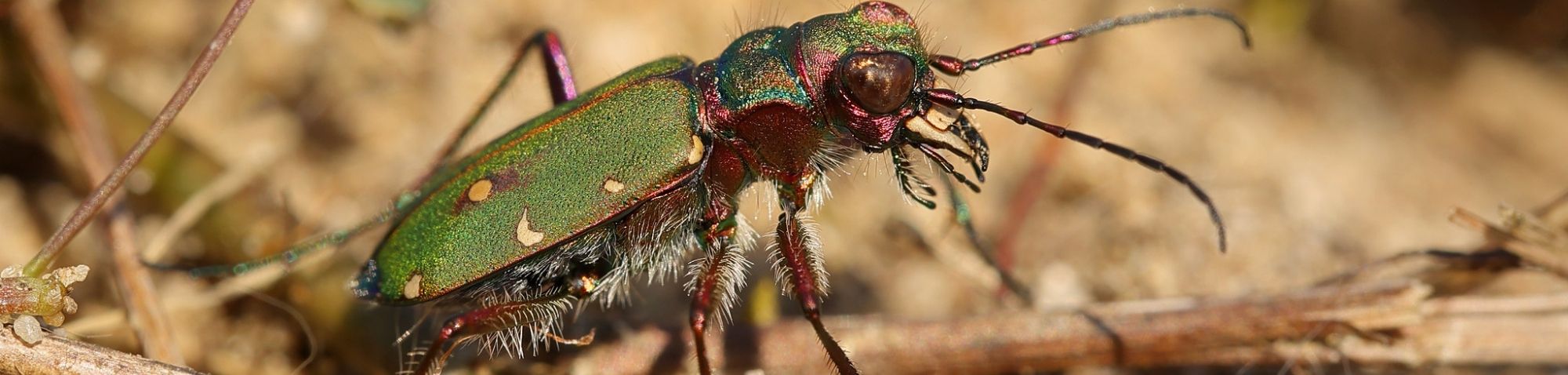 Feld-Sandlaufkäfer (Cicindela campestris), (c) Elke Künne/NABU-naturgucker.de